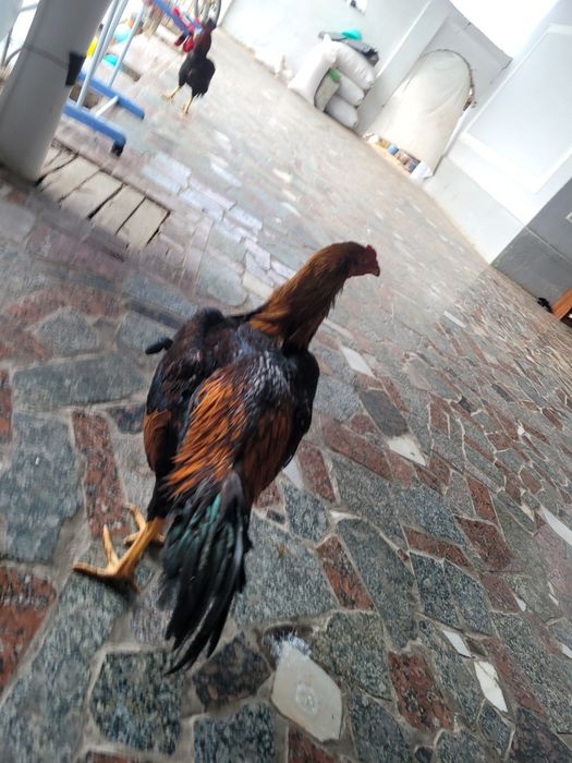 Dakan xoroz sotiladi