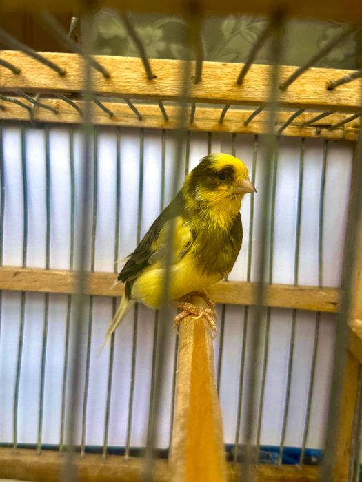 Canari de vanzare