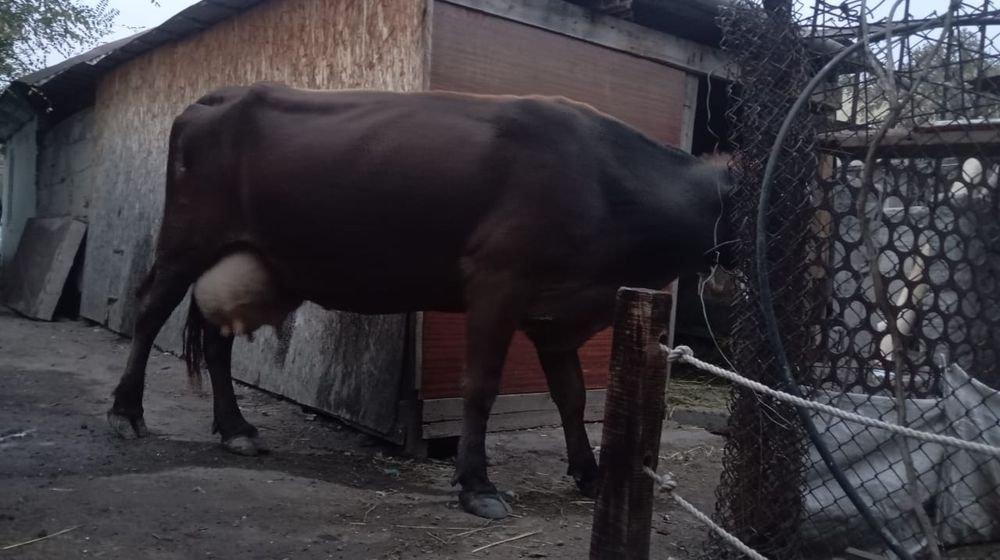 Продам корову ...