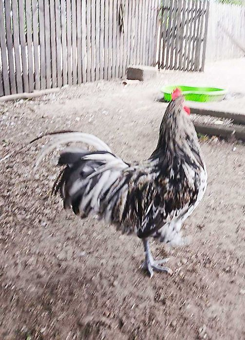 Vand cocosi Wiandotte GSG si Australorp Splash