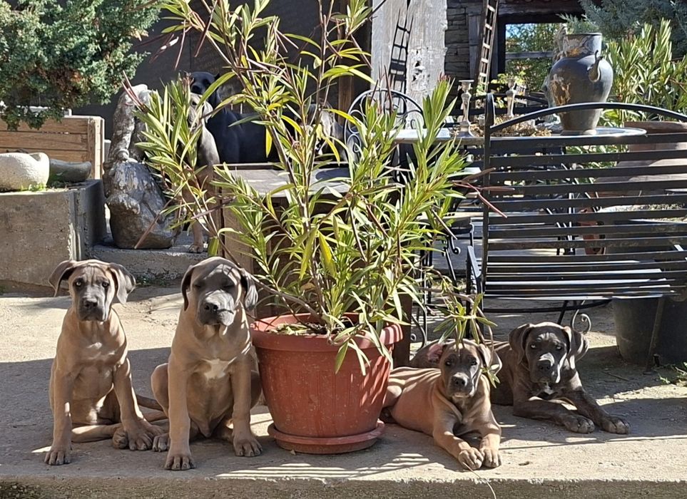 Кане корсо кученца