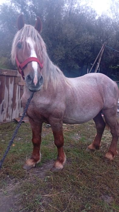 De vânzare un cal de pădure foarte cuminte