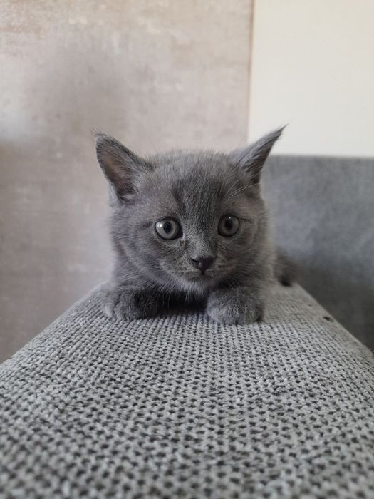 Срочно продаётся котята