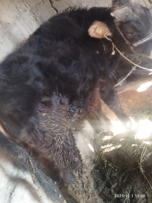 Бычок телята тттт