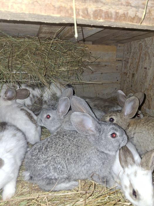 Iepurașii de vânzare