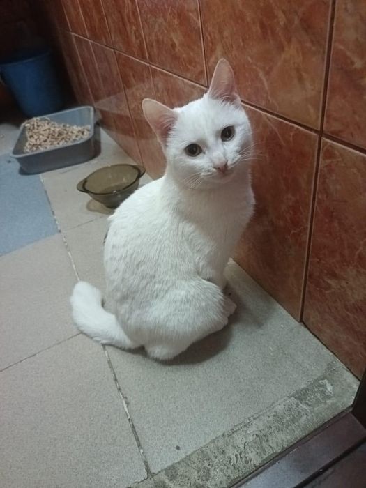 Котик ищет дом и любящих хозяев!