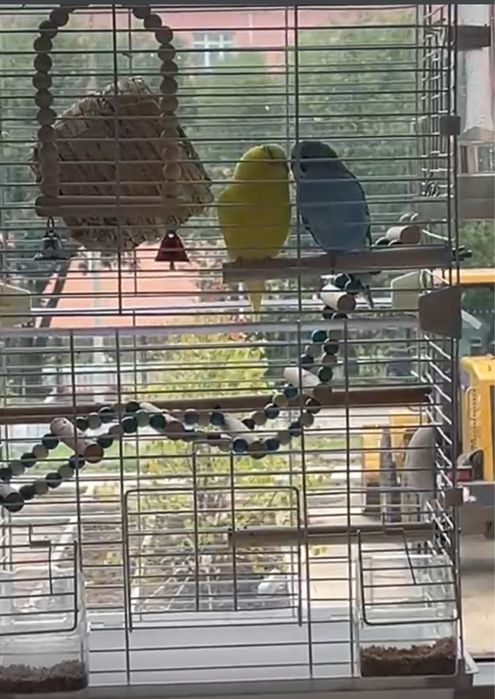 Попугай, волнистики