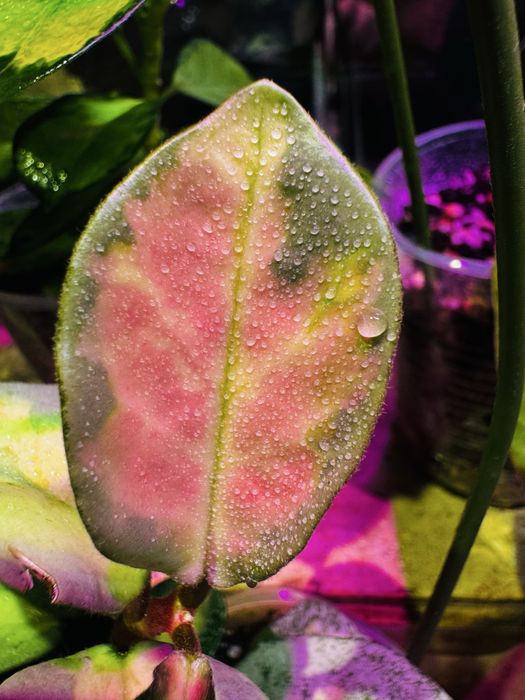 Хойя (укорененные, на срез)