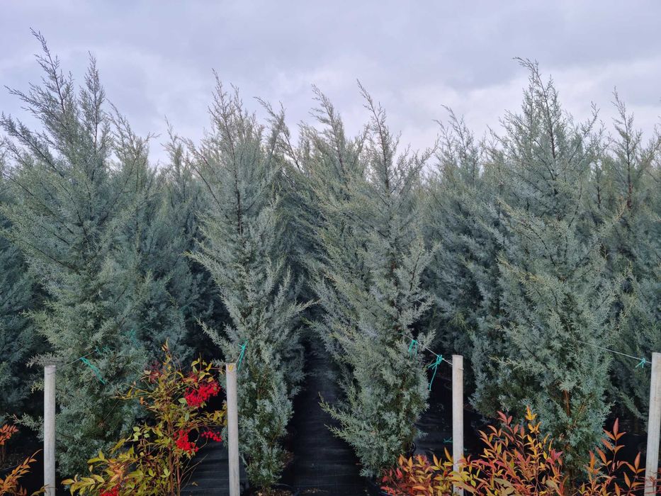 Leylandii, Arizonica, Goldcrest gard viu la ghiveci