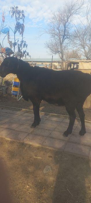 1,5 жасар қошқар сатылады