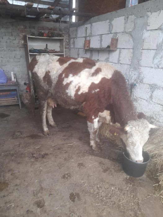 Vacă gestantă de vânzare