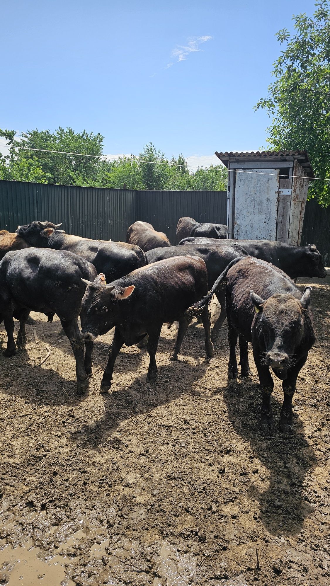 Продам 14 голову быков