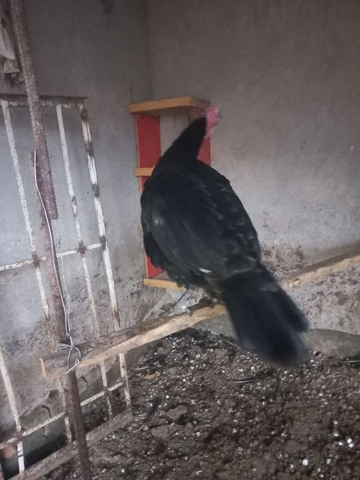 Индук 1.5г  7 кг