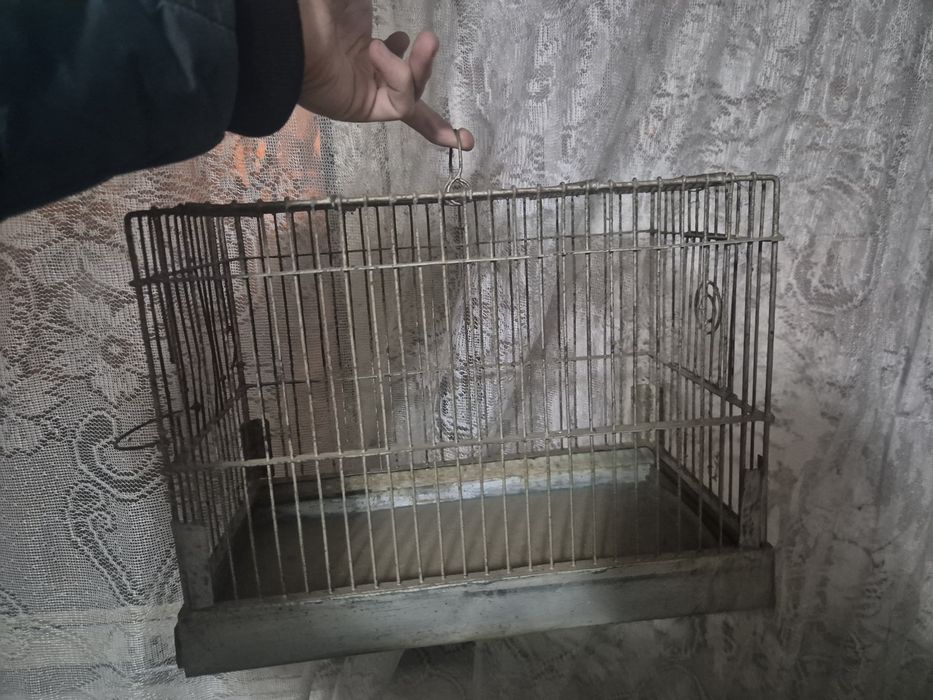 Cusca canari / papagali