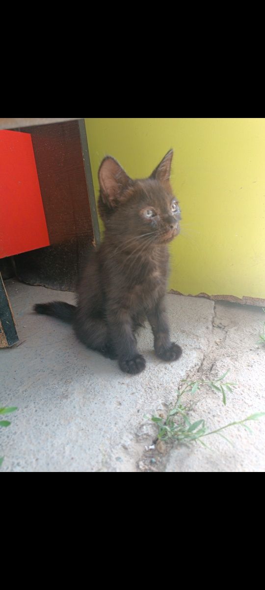 Котенок девочка ей два месяца