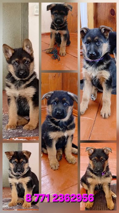 Щенки немецкой овчарки