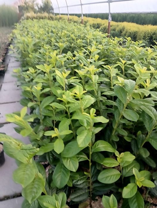 Laur Englezesc Naovita, Prunus Laurocerasus