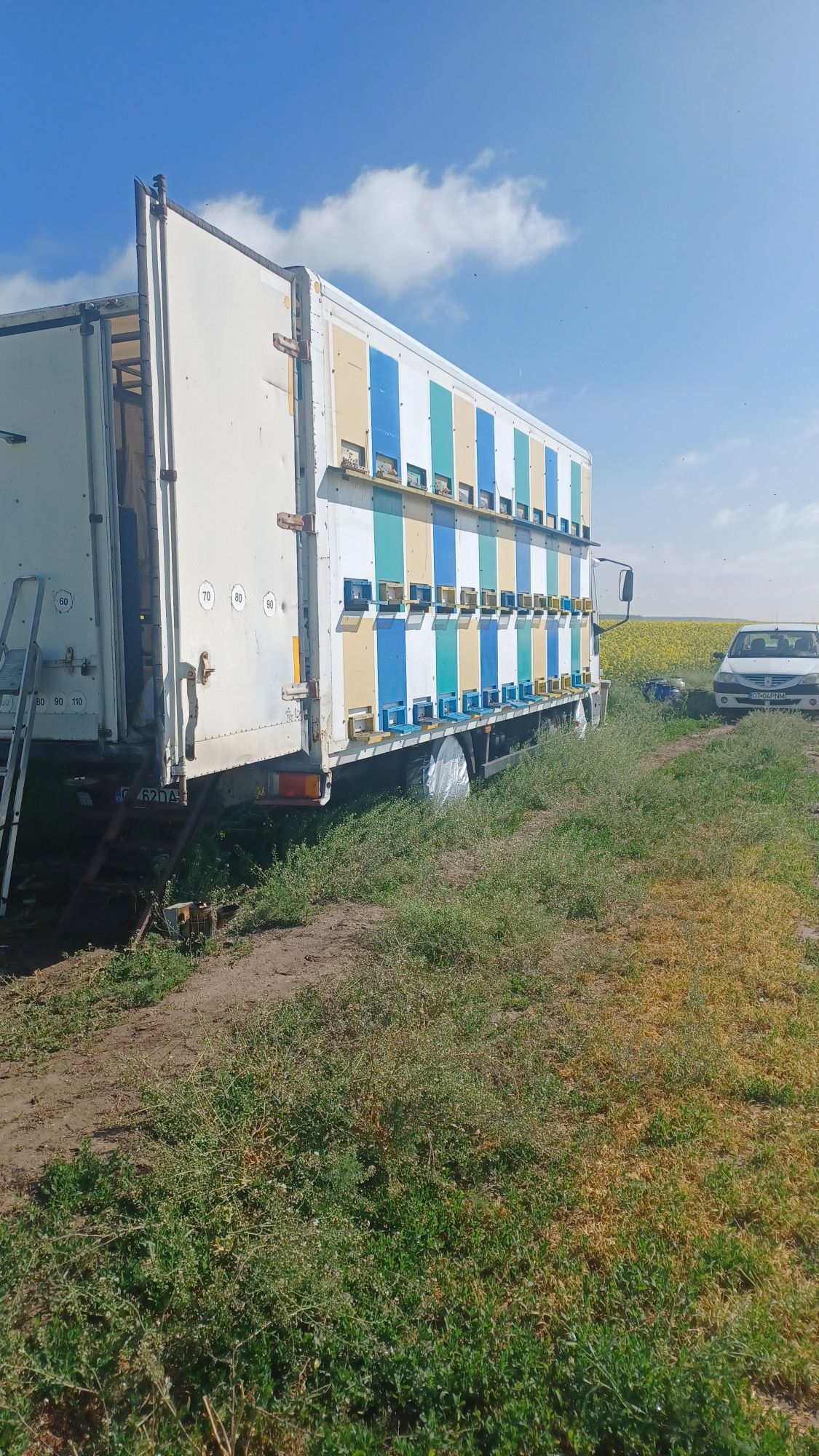 Miere de rapiță din producția anului 2025
