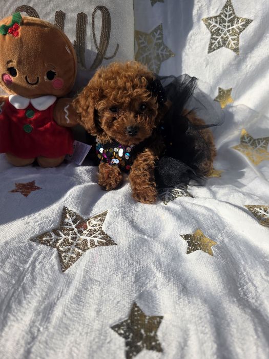 Пудел той момиче с документ за произход