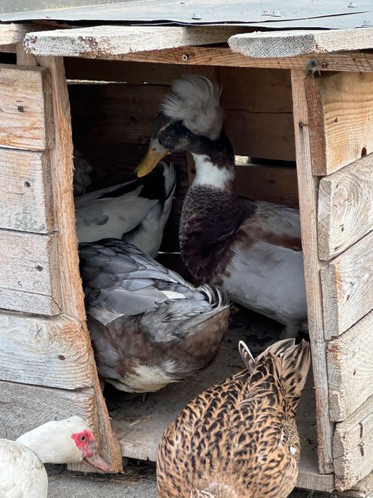 Vând cocoși rațe și ratoi