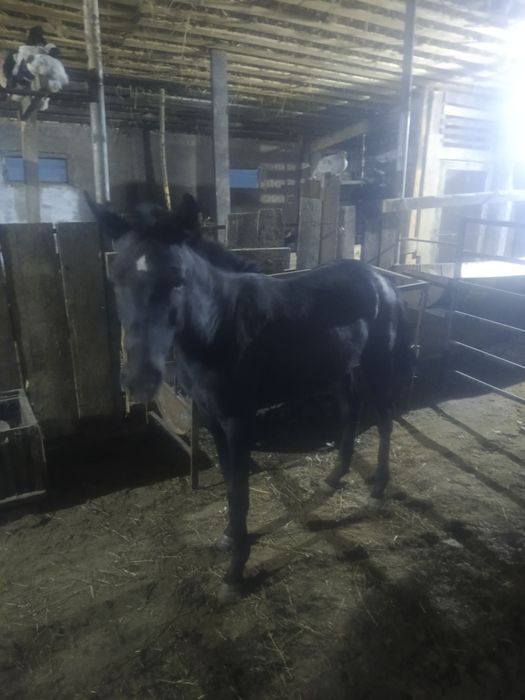 Тай сатылады 1.5жасар