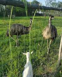 Vând familie matură de emu au 8 ani