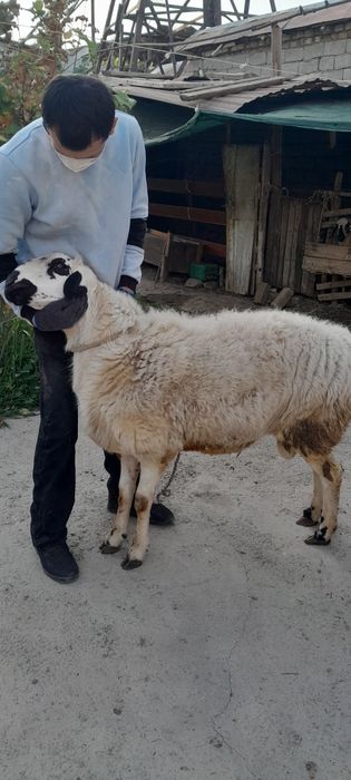 2та дан Тугдирадиган Насил колдирувчи Амирий Кучкор СОТИЛАДИ