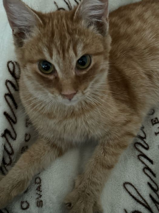 Отдам котенка мальчика в добрые руки