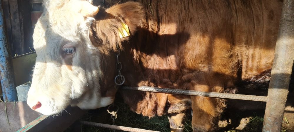 Продам семментальского быка