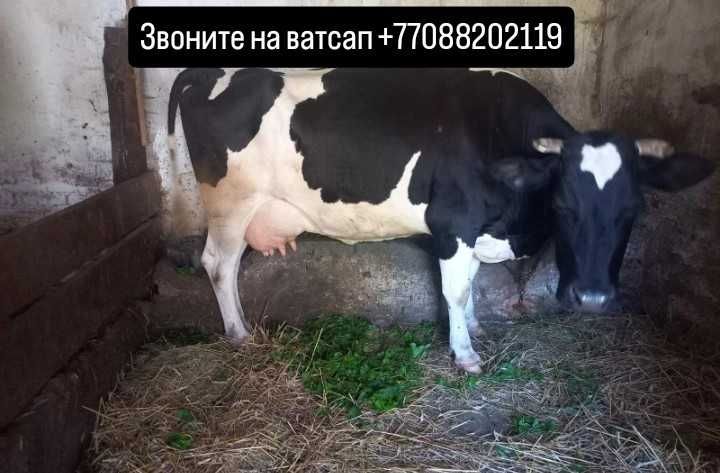 Сиыр безумен корова