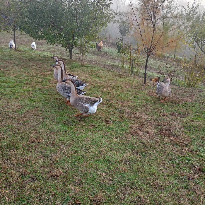 Gâscani leșești,1 de 2023 și unul 2025