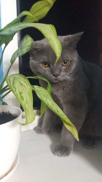 Британский короткошерст