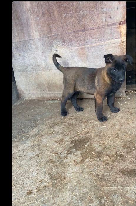 Pui de ciobanesc belgian malinois