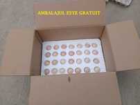 Vand oua pentru incubat pui rasa de gaini Sussex HD herminat deschis