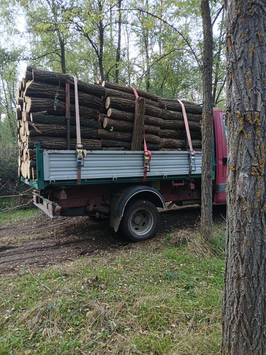 Lemn pentru foc salcam