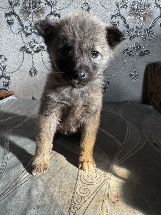 Продаеться 7 щинят хаски, неоторые с окрсом матери,