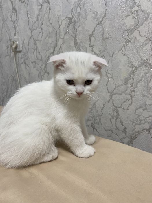 Zottor Mushukchalar sotiladi