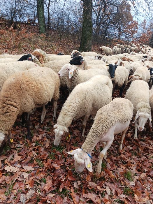 Продавам овце Аваси и Асаф