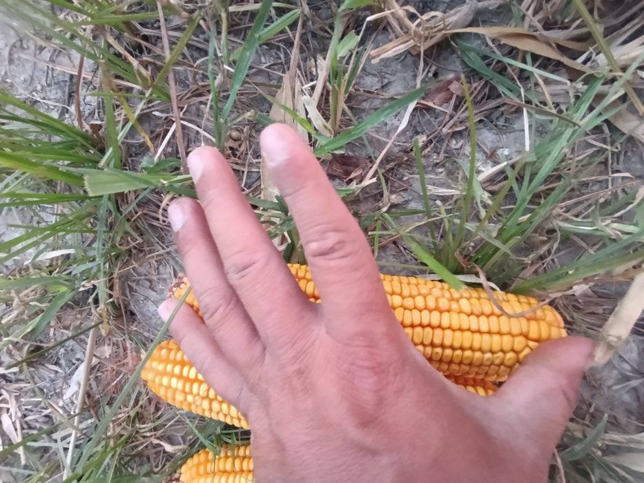 Сотилади Makkajoʻxori Маккажухори PL-700