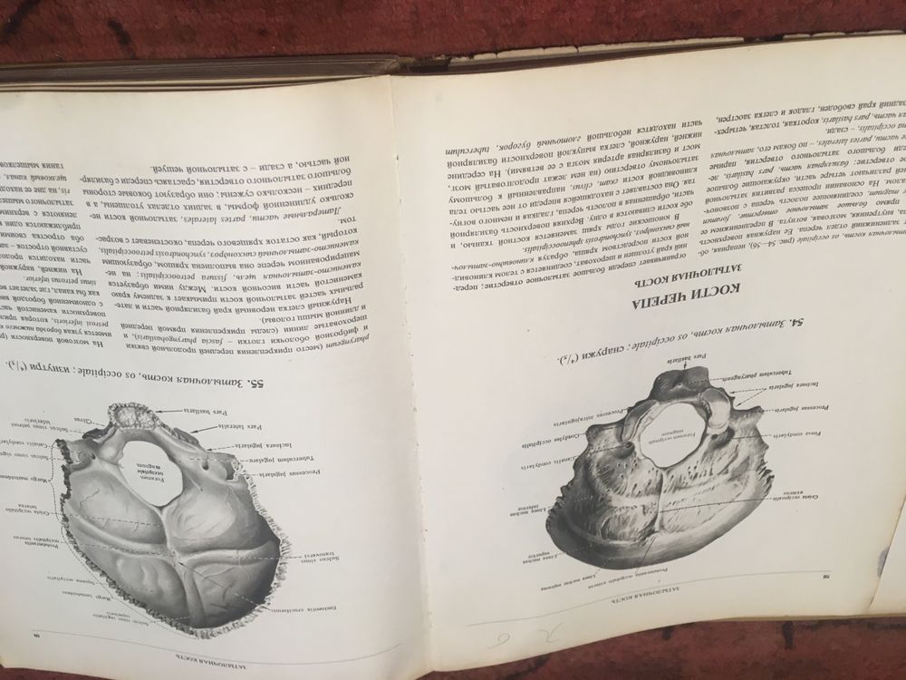 Атлас по анатомия на синелников