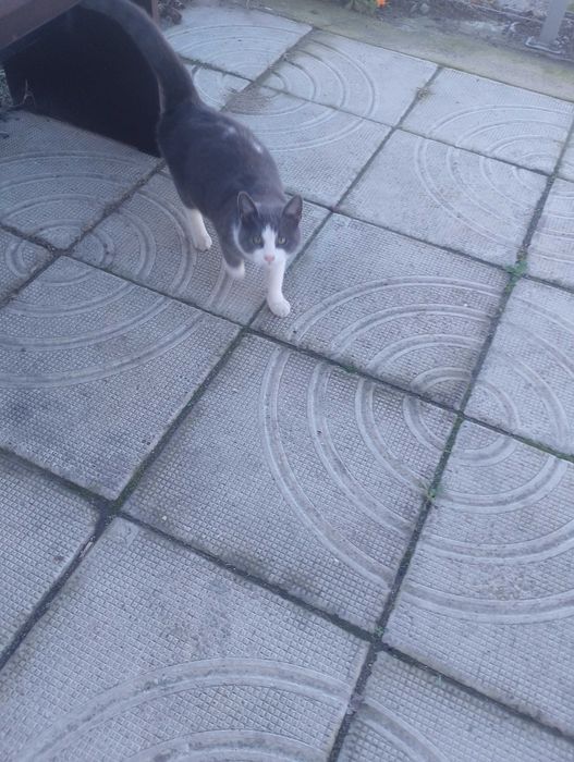 Подарявам котета на 6 месеца