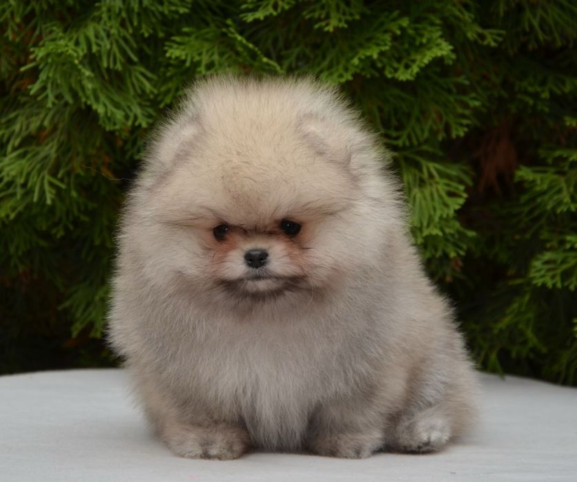 Fetita pomeranian mini/toy!