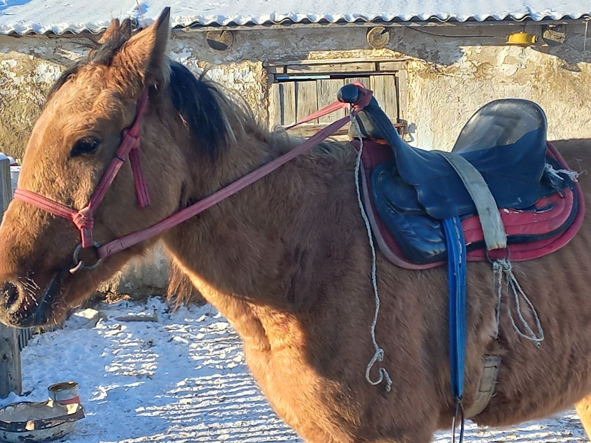 Үш жасар жылқы, жуас, мінгі жылқы сатылады