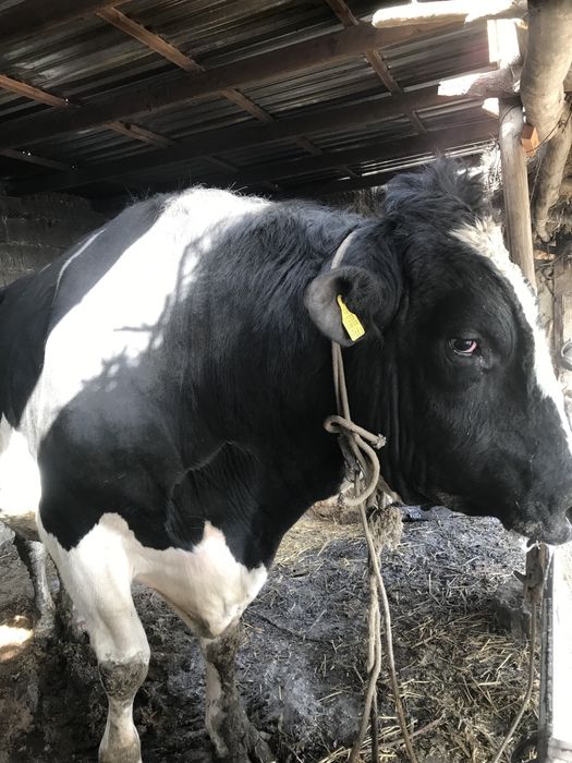 Galanski zodor buqa sotiladi 1 tonalik