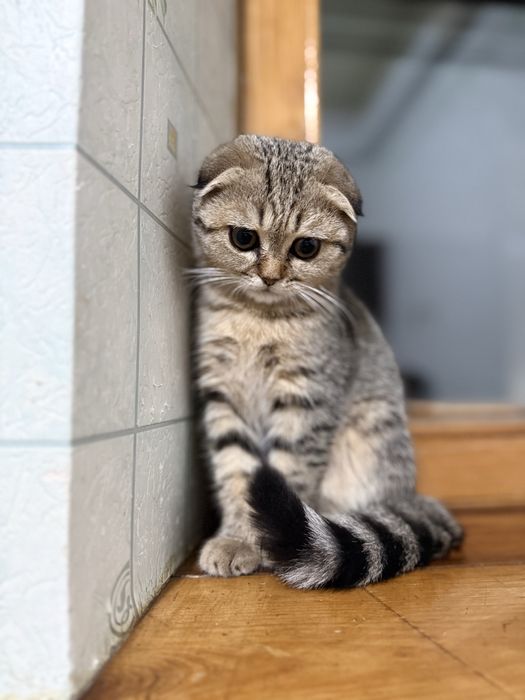 Скоттиш-фолд девочка 2.5 месяца