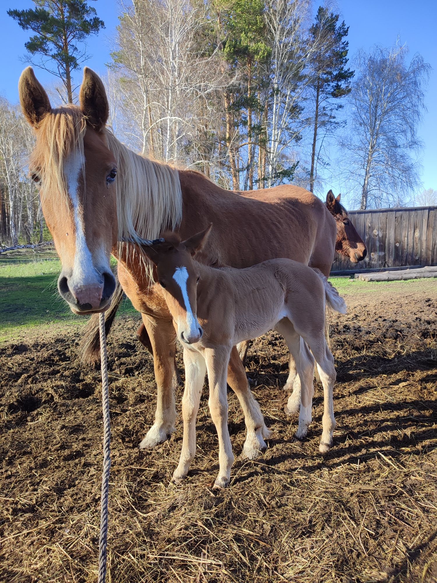 Продам кобылу с жеребенком. 5 лет