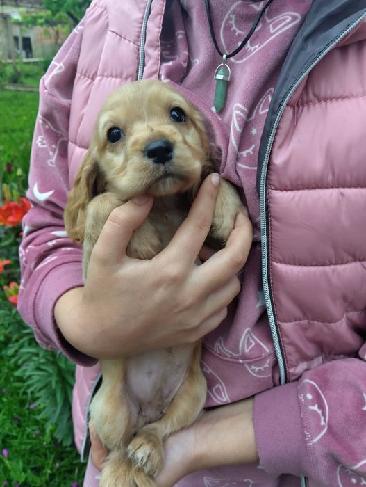 Кокер шпаньол - кученца