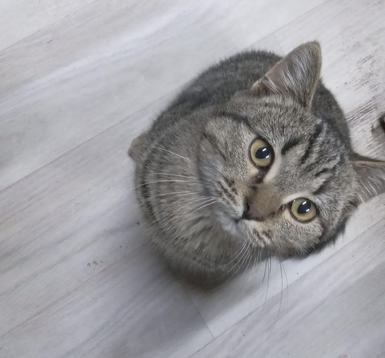 Котенок в доброе руки