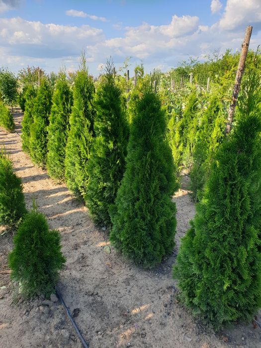 Tuia smaragd producător