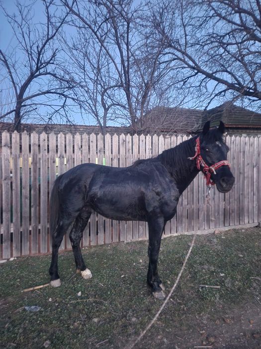 Vând/schimb armăsar la 3 ani